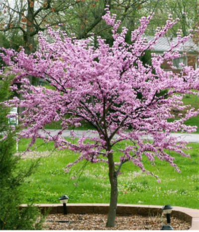 Redbud tree