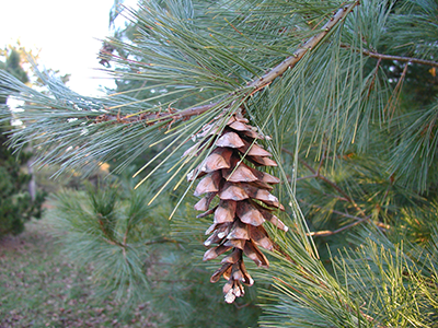 White Pine cone