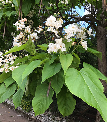 Catalpa flower