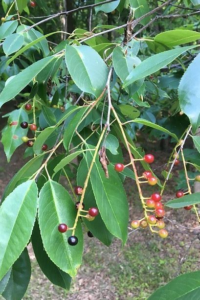 BlackCherry-Fruit-ScottZona-NCSUextension (1)