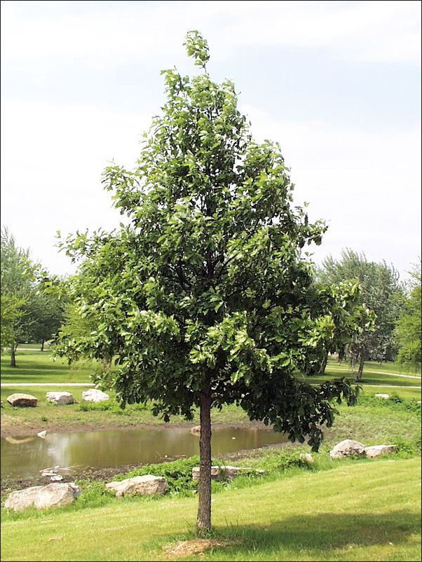 Swamp White Oak-Iowa Extension